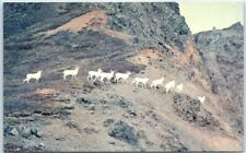 Postcard - Alaskan Dall Sheep, Talkeetna Mountains, Alaska, USA picture