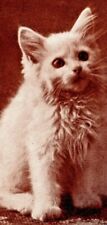 c1907 Kitten portrait, cute, vintage postcard, cat, Snowball picture
