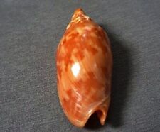 Cymbiola aulica 105 mm F+++/GEM especial  reddish pattern collection  picture