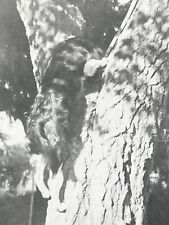 AYi Photograph 1930-40's Sporty Dog Climbing Tree Action Shot From Behind Climbs picture