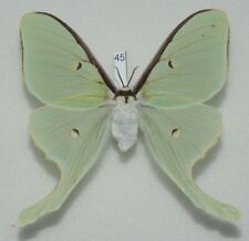 Saturniidae - Actias luna - Luna Moth - #45 - female picture