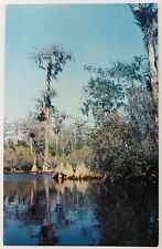 Vintage Waycross Georgia GA Okefenokee Swamp Park Postcard 2456 picture