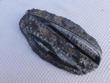 Orthoceras Black Polished Fossils 8 