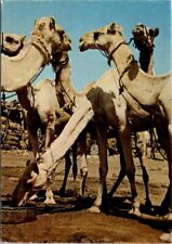 VINTAGE CONTINENTAL SIZE POSTCARD OMDURMAN CAMEL MARKET MAILED SUDAN 1980 picture