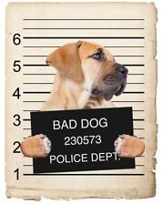Boerboel Mugshot Bad Dog Fridge refrigerator Car Magnet  picture