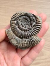 Ammonite Fossil - Whitby, North Yorkshire, UK.  picture
