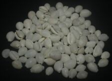 Tonyshells Seashell Trivirostra oryza SET OF 100 PCS. 6 - 11mm F+++/gem picture
