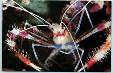Postcard - Coral shrimp picture