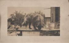 RPPC Postcard Dog Standing on a Fence c. 1900s  picture