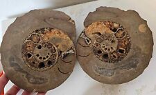 A Time Travel Pair Severed Fossil Ammonites 18cm X 7cm picture