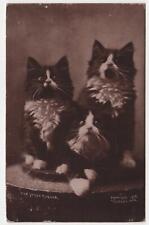 Cats - The Three Rogues - The Cute Kitty picture