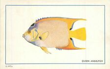 1950s Queen Angel Fish artist impression Ackerman #16 Postcard 22-1977 picture