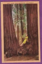 CALIFORNIA VTG LINEN PC GIANT TWIN REDWOODS WOMAN LEANING AGAINST TREE picture