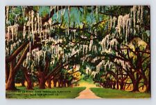 Postcard Louisiana New Orleans LA Versailles Plantation Oaks 1940s Unposted picture