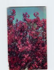 Postcard Red Oleander Roadside Beauty in Coastal Cities picture