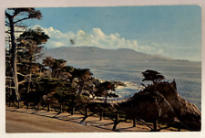 The Lone Cypress At Midway Point, Monterey Peninsula, CA Vintage Chrome Postcard picture