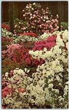 Azaleas and Rhododendrons at Longwood Gardens - Kennett Square, Pennsylvania picture