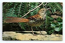 Brown Thrasher Toxostoma Rufum Bird Vintage Postcard picture