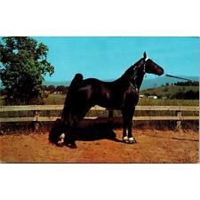 Champion Walking Horse Vintage Postcard 3.5