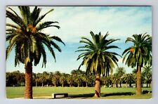 New Orleans LA-Louisiana, City Park, Antique, Vintage Postcard picture