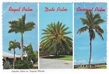 Vintage Florida Chrome Postcard Popular Palms Tropical Royal Date Coconut picture