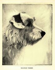 1935 Antique Sealyham Terrier Print Malcolm Nicholson Sealyham Art 4494L picture