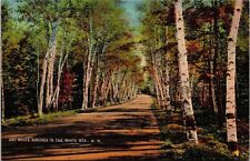 White Birches Mts New Hampshire Nh Linen Vintage Postcard picture