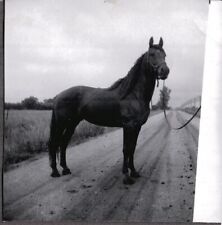 VINTAGE PHOTOGRAPH 1950'S HORSE FARM/RANCH/ROAD JACKSONVILLE FLORIDA OLD PHOTO picture