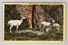 Rock City TN-Tennessee, White Fallow Deer, Lookout Mt., Antique Vintage Postcard picture