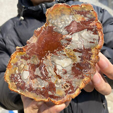540g Natural Beautiful polished Arizona petrified wood rough mineral specimen picture