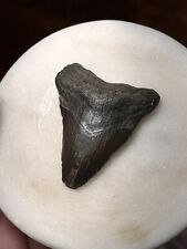 Rare Shiny Cretoxyrhina Benedeni Shark Tooth Natural Fossil Megladon picture