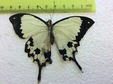 MB 04 A+/A   Papilio dardanus meriones Papilio picture