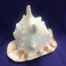BEAUTIFUL LARGE VINTAGE TIGER HELMET CROWN CONCH SHELL B picture