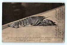 1906 The Famous Blue Lobster Boothbay Harbor Hand Colored Vintage Postcard D3 picture