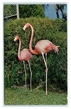 Postcard Flamingos in Florida's Silver Springs E14 picture