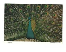 Peacock - St. Augustine Alligator Farm - St. Augustine, Florida Postcard 4x6 picture