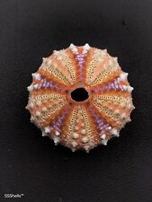 GIANT Coelopleurus granulatus deep sea urchin. 45mm Collectable sea shell #9706 picture