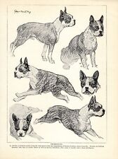 1930s Antique BOSTON TERRIER Dog Print Ambler Boston Terrier Tattoo Art 5128d picture