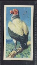 KING CONDOR - 60 + year old English Trade Card # 30 picture