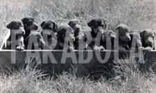 Vintage Press Photo Animals, The 14 Puppy Pinscher By Frida, 1985, print picture