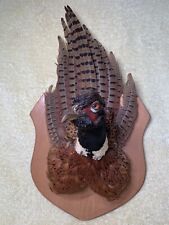 Vintage Pheasant Head Breast Taxidermy Mounted On Wood Hunting Decor Man Cave picture