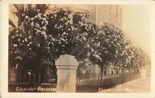 Oleander Blossoms Galveston Texas TX Flowers c1910 Real Photo RPPC picture