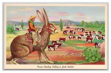 Postcard Texas Cowboy Riding A Jack Rabbit Exaggeration Card c1966 Postmark picture