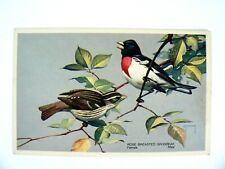 Rose Breasted Grosbeak National Wildlife Federation #12 Postcard 1939 P Peterson picture