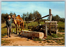 1970s Morocco Casablanca Le Noria Camel Vintage Postcard picture