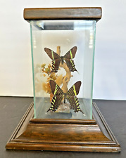 REAL Green-Banded URANIA MOTH Diorama Display 2x Mounted In Glass Case  8.25