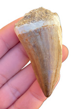 2.7 INCH MOSASAUR TOOTH LARGE MARINE DINOSAUR MOSASAURUS REAL FOSSIL EXTINCT picture