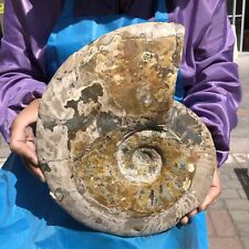 11.3LB Natural Whole Ammonite Fossilized Crystal Mineral Specimen Reiki Healing picture