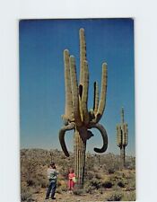 Postcard Desert Giants Southern Arizona USA picture