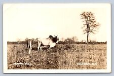 J95/ Columbus Texas RPPC Postcard c1940s Brahma Bull Farm Cattle  47 picture